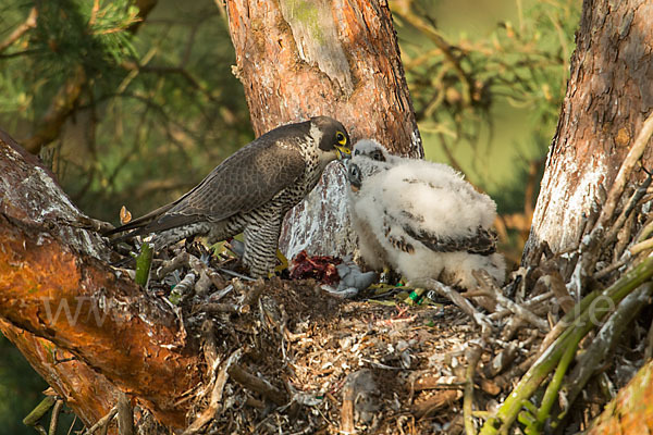 Wanderfalke (Falco peregrinus)