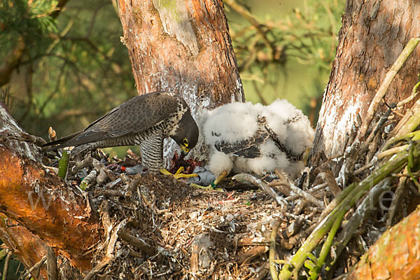 Wanderfalke (Falco peregrinus)