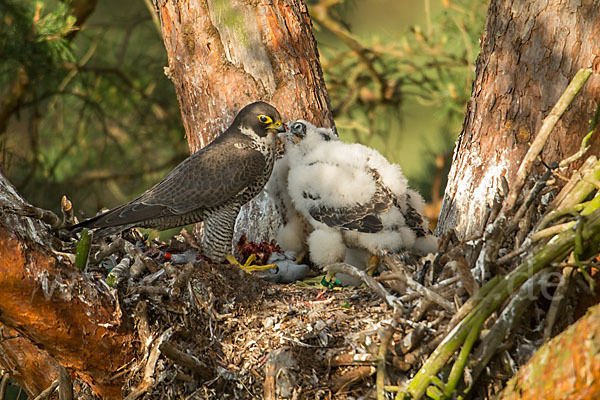 Wanderfalke (Falco peregrinus)