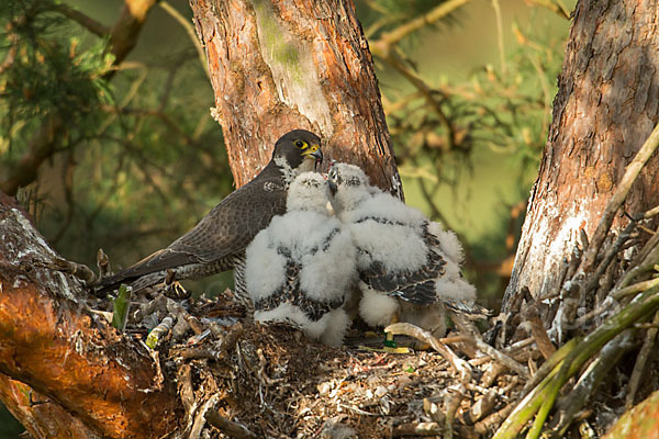 Wanderfalke (Falco peregrinus)