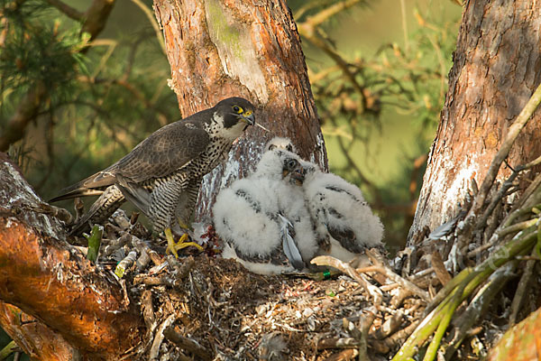 Wanderfalke (Falco peregrinus)