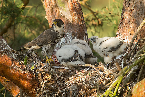 Wanderfalke (Falco peregrinus)