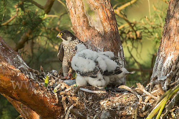 Wanderfalke (Falco peregrinus)