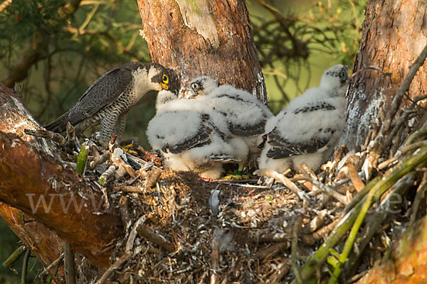 Wanderfalke (Falco peregrinus)