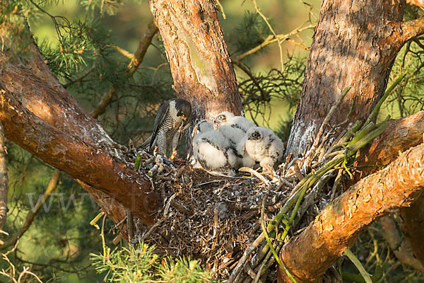 Wanderfalke (Falco peregrinus)