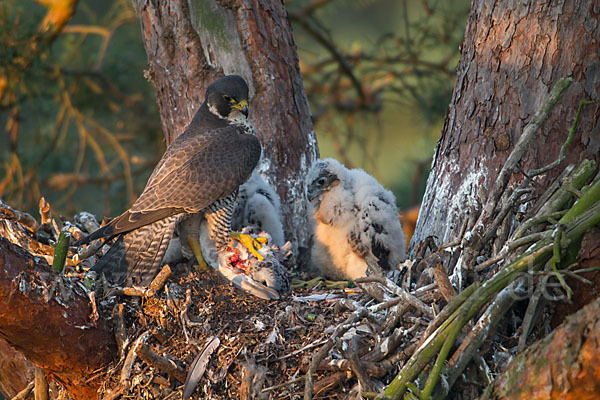 Wanderfalke (Falco peregrinus)