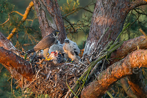 Wanderfalke (Falco peregrinus)