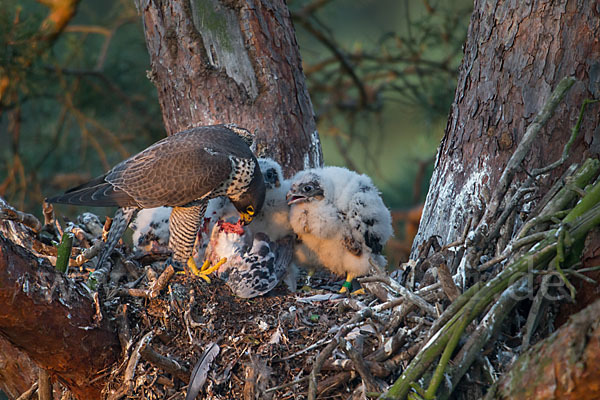 Wanderfalke (Falco peregrinus)