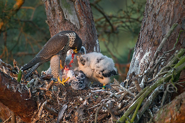 Wanderfalke (Falco peregrinus)