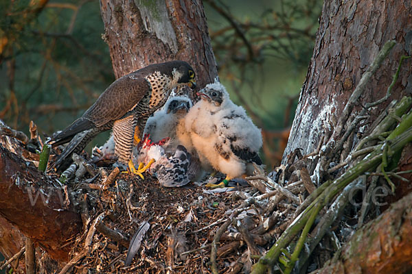 Wanderfalke (Falco peregrinus)