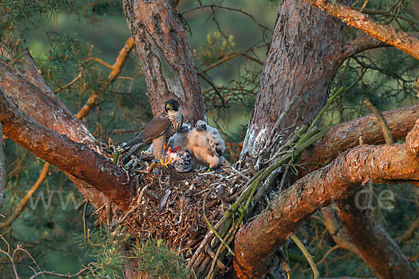 Wanderfalke (Falco peregrinus)