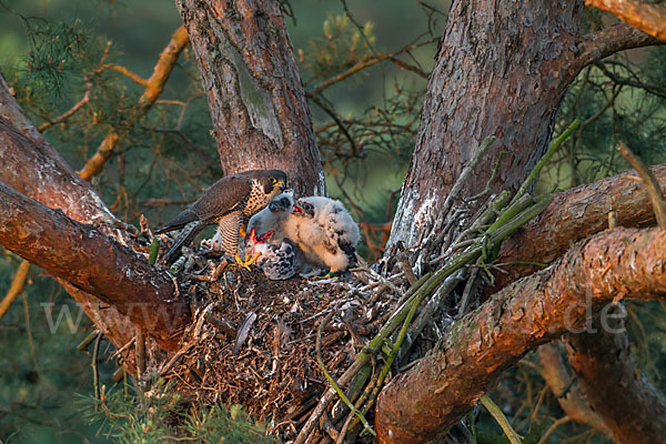 Wanderfalke (Falco peregrinus)