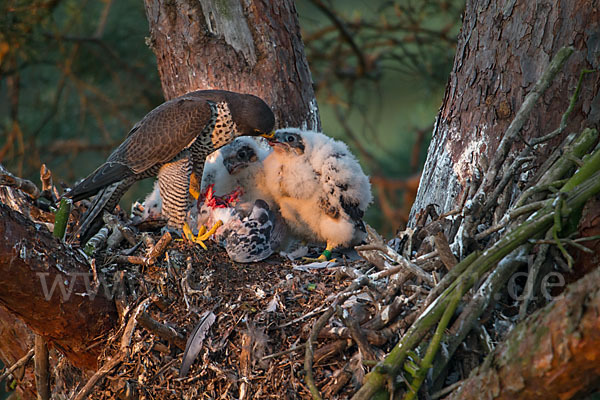 Wanderfalke (Falco peregrinus)