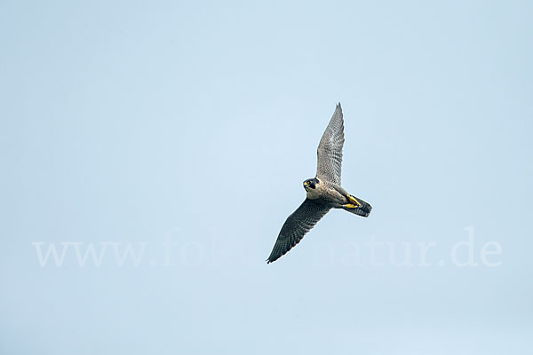 Wanderfalke (Falco peregrinus)