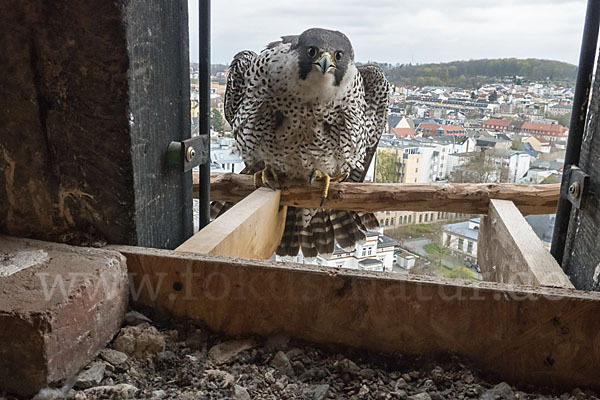 Wanderfalke (Falco peregrinus)