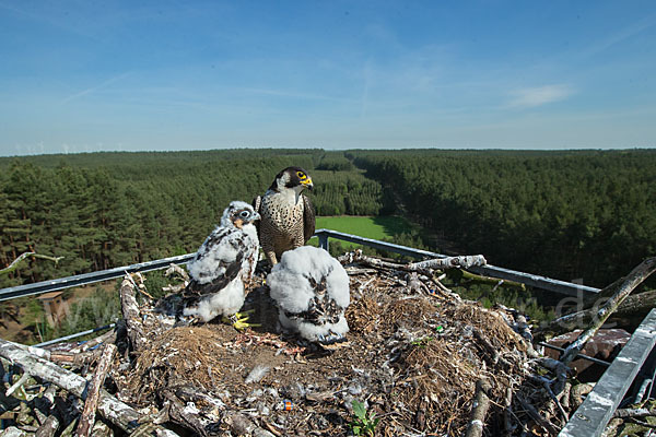 Wanderfalke (Falco peregrinus)