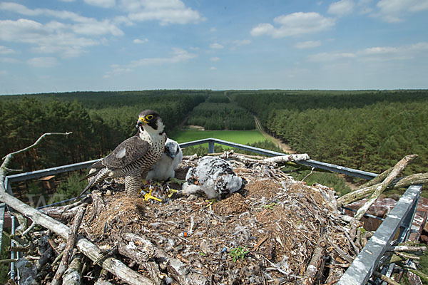 Wanderfalke (Falco peregrinus)