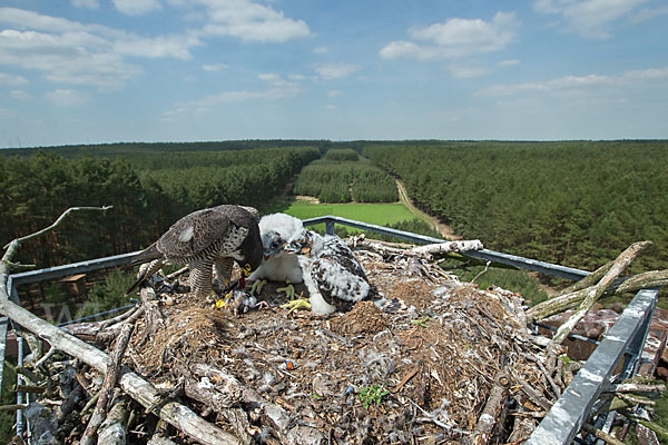 Wanderfalke (Falco peregrinus)