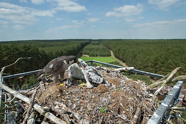 Wanderfalke (Falco peregrinus)