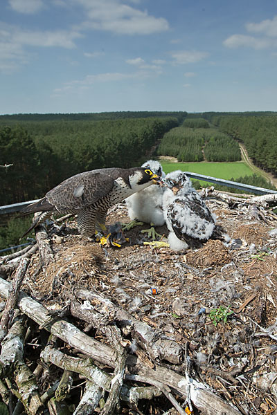 Wanderfalke (Falco peregrinus)