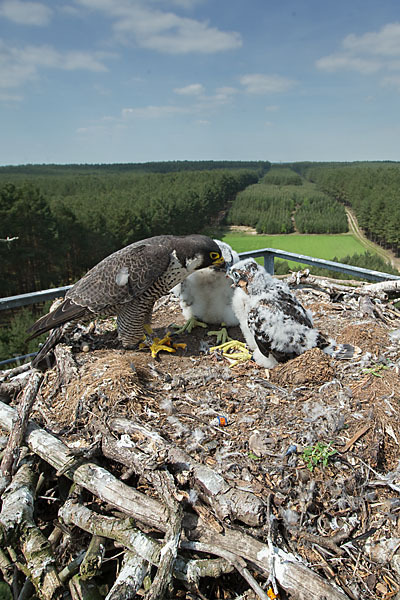 Wanderfalke (Falco peregrinus)