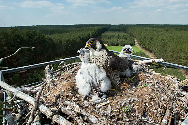 Wanderfalke (Falco peregrinus)