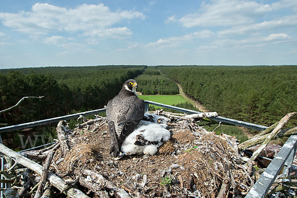 Wanderfalke (Falco peregrinus)