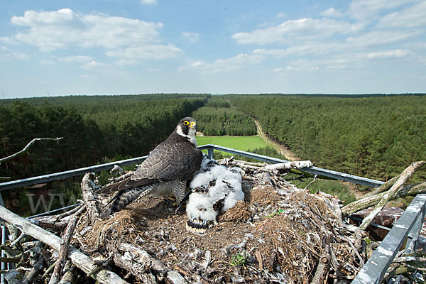 Wanderfalke (Falco peregrinus)