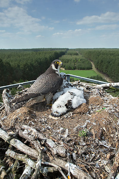 Wanderfalke (Falco peregrinus)