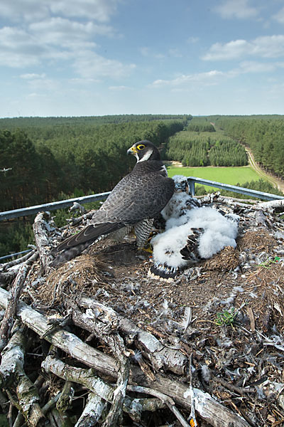 Wanderfalke (Falco peregrinus)