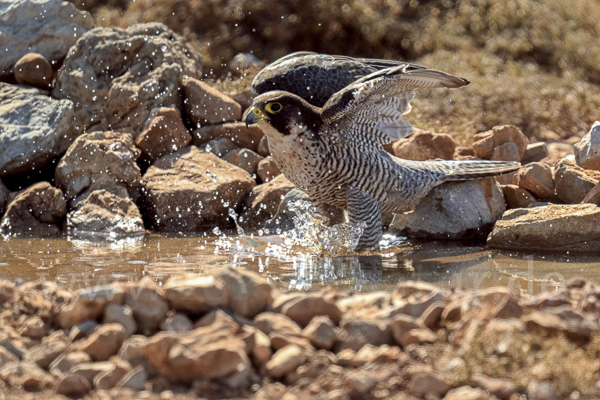 Wanderfalke ssp. (Falco peregrinus brookei)