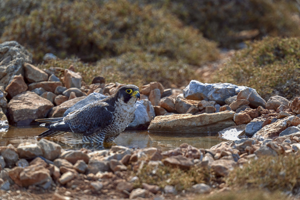 Wanderfalke ssp. (Falco peregrinus brookei)