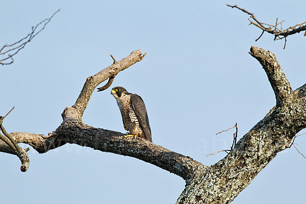 Wanderfalke ssp. 1 (Falco peregrinus minor)