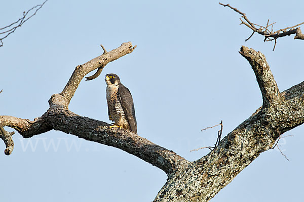 Wanderfalke ssp. 1 (Falco peregrinus minor)