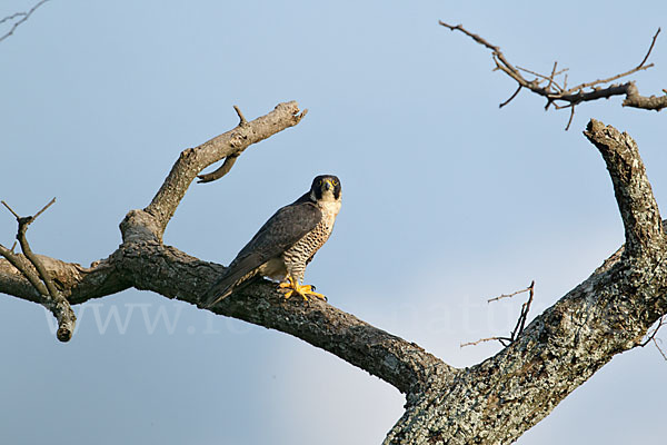 Wanderfalke ssp. 1 (Falco peregrinus minor)