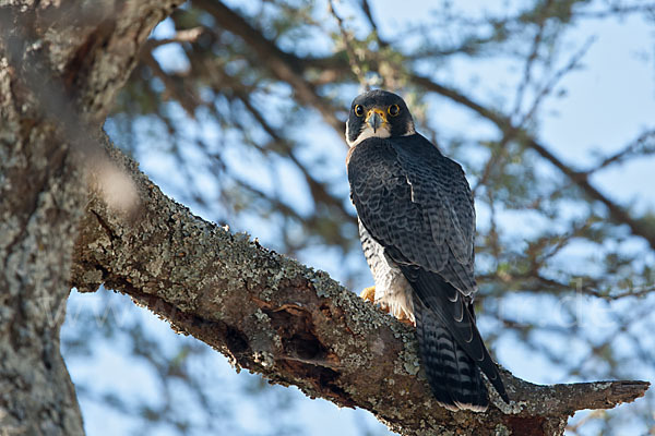 Wanderfalke ssp. 1 (Falco peregrinus minor)