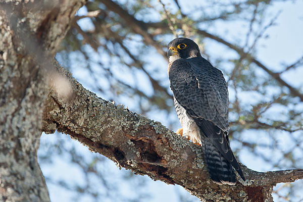 Wanderfalke ssp. 1 (Falco peregrinus minor)