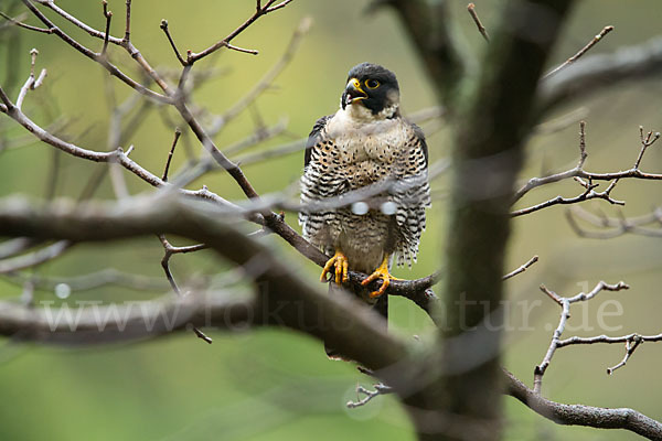 Wanderfalke ssp. 1 (Falco peregrinus minor)