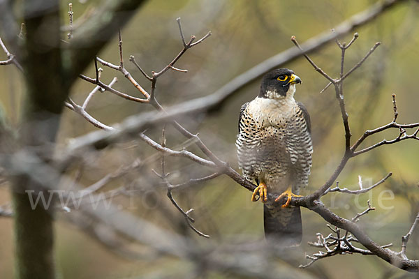 Wanderfalke ssp. 1 (Falco peregrinus minor)