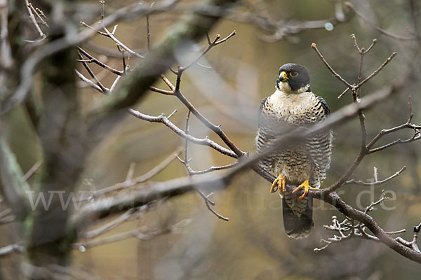 Wanderfalke ssp. 1 (Falco peregrinus minor)