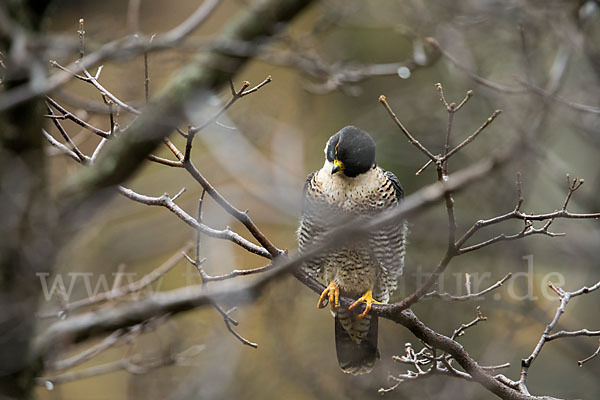 Wanderfalke ssp. 1 (Falco peregrinus minor)