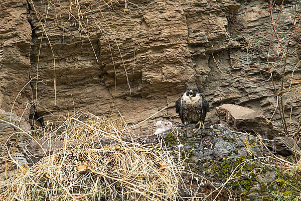 Wanderfalke ssp. 1 (Falco peregrinus minor)