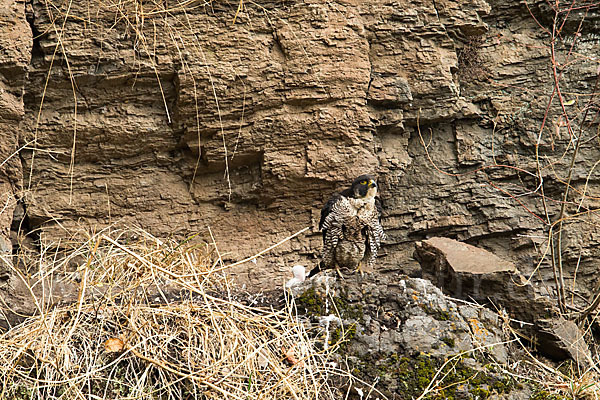 Wanderfalke ssp. 1 (Falco peregrinus minor)