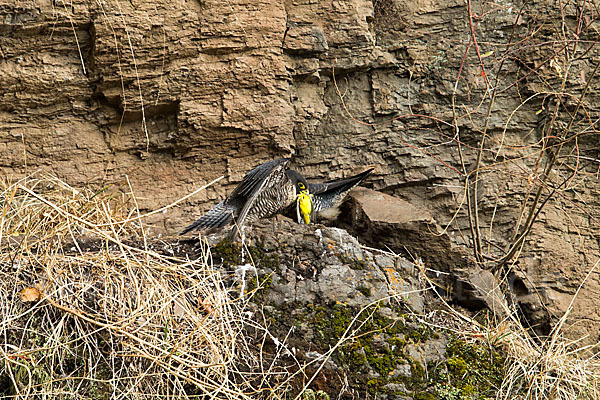 Wanderfalke ssp. 1 (Falco peregrinus minor)