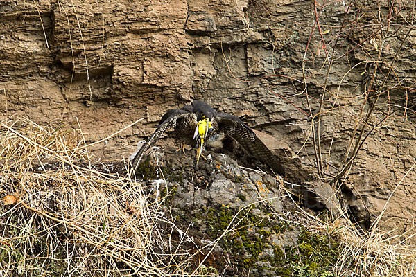 Wanderfalke ssp. 1 (Falco peregrinus minor)