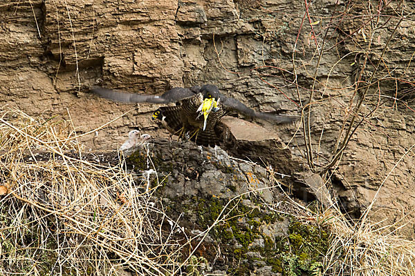 Wanderfalke ssp. 1 (Falco peregrinus minor)