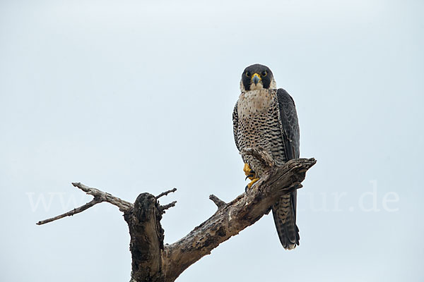 Wanderfalke ssp. 1 (Falco peregrinus minor)