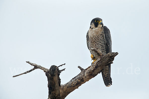 Wanderfalke ssp. 1 (Falco peregrinus minor)