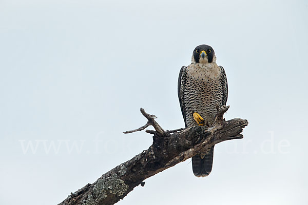 Wanderfalke ssp. 1 (Falco peregrinus minor)