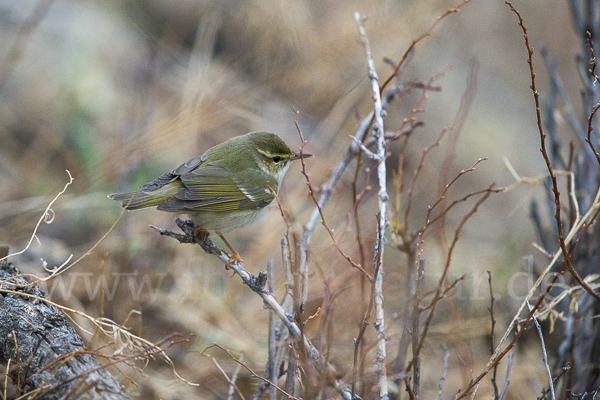 Wanderlaubsänger (Phylloscopus borealis)